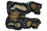 Mammoth Molar Slice With Case - South Carolina #291244-1